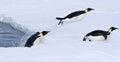 Emperor penguins (Aptenodytes forsteri) Royalty Free Stock Photo