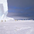 Emperor penguins in front of icebergs, Weddell Sea, Antarctica Royalty Free Stock Photo