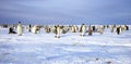 Emperor penguins on ice floe, Weddell Sea, Antarctica Royalty Free Stock Photo