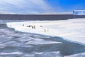 Emperor penguins on ice floe, Weddell Sea, Antarctica Royalty Free Stock Photo