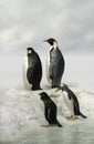 Emperor penguins on arctic landscape