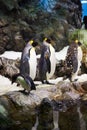 Emperor penguins in an artificial environment