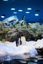 Emperor penguins in an artificial environment