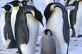 Emperor penguins with chick Royalty Free Stock Photo