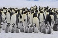 Emperor Penguins with chick Royalty Free Stock Photo