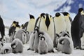 Emperor Penguins with chick Royalty Free Stock Photo
