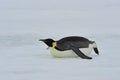 Emperor Penguins with chick Royalty Free Stock Photo