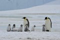 Emperor Penguins with chick Royalty Free Stock Photo