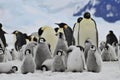 Emperor Penguins with chick Royalty Free Stock Photo