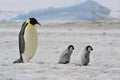 Emperor Penguins with chick Royalty Free Stock Photo