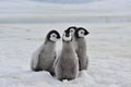 Emperor Penguins chicks Royalty Free Stock Photo