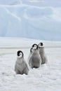 Emperor Penguins chicks Royalty Free Stock Photo