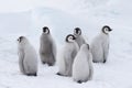 Emperor Penguins chicks on ice Royalty Free Stock Photo