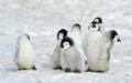 Emperor Penguins chicks Royalty Free Stock Photo