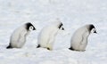 Emperor Penguins chicks Royalty Free Stock Photo