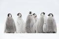 Emperor Penguins chicks on ice Royalty Free Stock Photo