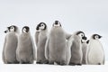 Emperor Penguins chicks on ice Royalty Free Stock Photo