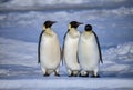 Emperor Penguins early morning on the sea ice pack, Weddell Sea, Antarctica Royalty Free Stock Photo