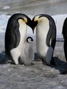 Emperor penguins flock Antarctica snow ice blue sky Royalty Free Stock Photo