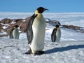 Emperor penguins flock Antarctica snow ice blue sky Royalty Free Stock Photo