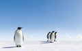 Emperor penguins on ice Royalty Free Stock Photo