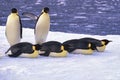 Emperor penguins on ice floe, Weddell Sea, Antarctica Royalty Free Stock Photo