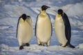 Emperor Penguins on the sea ice pack, Weddell Sea, Antarctica Royalty Free Stock Photo