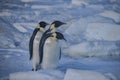 Emperor Penguins on the sea ice, Weddell Sea, Antarctica Royalty Free Stock Photo