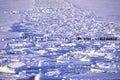 Emperor penguins walking on ice floe, Weddell Sea, Antarctica