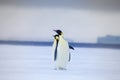 Two standing Emperor penguins in the Weddell Sea