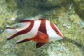 Emperor red snapper in aquarium Royalty Free Stock Photo