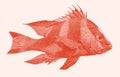 Emperor red snapper lutjanus sebae Royalty Free Stock Photo