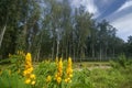 Emperor`s candlesticks and eucalyptus trees Royalty Free Stock Photo