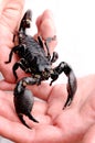 Emperor Scorpion