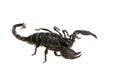 Emperor scorpion