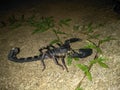 Emperor scorpion (animals)
