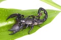 Emperor Scorpion on a green leaf