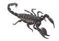 Emperor Scorpion over white