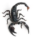 Emperor Scorpion, Pandinus imperator