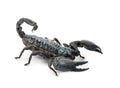 Emperor Scorpion, Pandinus imperator