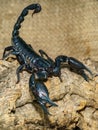 Emperor scorpion & x28;Pandinus imperator& x29; close-up Royalty Free Stock Photo