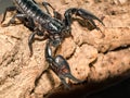 Emperor scorpion & x28;Pandinus imperator& x29; close-up Royalty Free Stock Photo