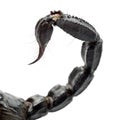 Emperor Scorpion, Pandinus imperator, close up Royalty Free Stock Photo