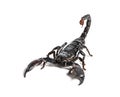 Emperor scorpion, Pandinus imperator Royalty Free Stock Photo