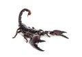Emperor scorpion, Pandinus imperator Royalty Free Stock Photo