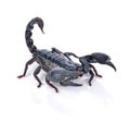 Emperor Scorpion ( Pandinus imperator) on white background Royalty Free Stock Photo