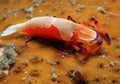 Emperor Shrimp Royalty Free Stock Photo