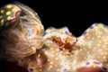Emperor shrimp on nudibranch Royalty Free Stock Photo