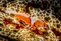 emperor shrimp on sea cucumber Royalty Free Stock Photo