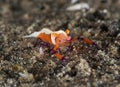 Emperor shrimp Royalty Free Stock Photo